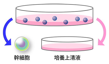 幹細胞の培養液から取り出した上澄みの培養上清液
